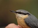 Click image for larger version. 

Name:	nuthatch_PB148939.jpg 
Views:	412 
Size:	163.1 KB 
ID:	16354