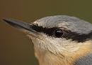 Click image for larger version. 

Name:	nuthatch_eye_PB148939.jpg 
Views:	373 
Size:	177.8 KB 
ID:	16355