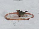 Click image for larger version. 

Name:	14. eating mealworms and suet treatsRobin.JPG 
Views:	421 
Size:	364.7 KB 
ID:	16426