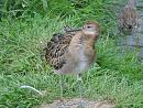 Click image for larger version. 

Name:	a non breeding ruff.jpg 
Views:	288 
Size:	253.5 KB 
ID:	1651