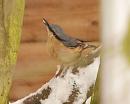 Click image for larger version. 

Name:	nuthatch_PC209269.jpg 
Views:	188 
Size:	47.2 KB 
ID:	16529