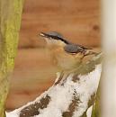 Click image for larger version. 

Name:	Nuthatch_PC209270.jpg 
Views:	192 
Size:	57.4 KB 
ID:	16530