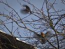 Click image for larger version. 

Name:	SH6129 -101226-Territorial Robins.jpg 
Views:	214 
Size:	499.6 KB 
ID:	16552