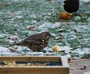 Click image for larger version. 

Name:	Mistle Thrush 2.JPG 
Views:	224 
Size:	542.4 KB 
ID:	16556