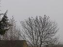 Click image for larger version. 

Name:	SH6235 -1012 28-Flock of Redwings - Turdus iliacus.jpg 
Views:	221 
Size:	329.2 KB 
ID:	16564