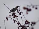 Click image for larger version. 

Name:	SH6319 -1012 28-Waxwing in Reading.jpg 
Views:	233 
Size:	295.6 KB 
ID:	16571