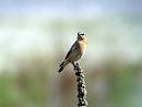 Click image for larger version. 

Name:	Wheatear female.jpg 
Views:	203 
Size:	302.5 KB 
ID:	1658
