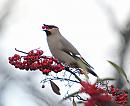 Click image for larger version. 

Name:	waxwing_P1141433.jpg 
Views:	282 
Size:	95.5 KB 
ID:	16641