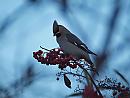 Click image for larger version. 

Name:	waxwing_P1141512.jpg 
Views:	272 
Size:	67.3 KB 
ID:	16643