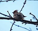 Click image for larger version. 

Name:	waxwing_P1141331.jpg 
Views:	281 
Size:	68.0 KB 
ID:	16644