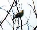 Click image for larger version. 

Name:	chiffchaffx.jpg 
Views:	204 
Size:	353.7 KB 
ID:	1665