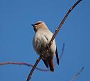 Click image for larger version. 

Name:	waxwing_P2031809.jpg 
Views:	219 
Size:	113.2 KB 
ID:	16680