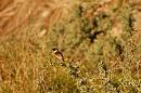 Click image for larger version. 

Name:	Female Stonechat.jpg 
Views:	470 
Size:	269.4 KB 
ID:	16686