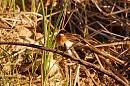 Click image for larger version. 

Name:	Stonechat.jpg 
Views:	453 
Size:	344.3 KB 
ID:	16690