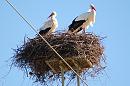 Click image for larger version. 

Name:	Storks.jpg 
Views:	499 
Size:	495.4 KB 
ID:	16693