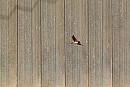 Click image for larger version. 

Name:	House Martin.jpg 
Views:	469 
Size:	261.7 KB 
ID:	16704