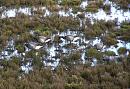 Click image for larger version. 

Name:	2. Brent Geese on the scrape.JPG 
Views:	661 
Size:	588.6 KB 
ID:	16742