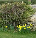 Click image for larger version. 

Name:	Daffodils and House Sparrows.JPG 
Views:	403 
Size:	542.9 KB 
ID:	16745