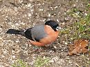 Click image for larger version. 

Name:	bullfinch_P2212259.jpg 
Views:	227 
Size:	139.2 KB 
ID:	16753
