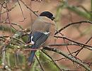 Click image for larger version. 

Name:	bullfinch_P2212307.jpg 
Views:	224 
Size:	126.4 KB 
ID:	16755