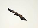Click image for larger version. 

Name:	white-tailed_eagle_P3082499.jpg 
Views:	250 
Size:	22.2 KB 
ID:	16849