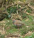 Click image for larger version. 

Name:	Red-legged Partridge.JPG 
Views:	273 
Size:	546.8 KB 
ID:	16866