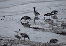 Click image for larger version. 

Name:	Brent Geese at Hythe.JPG 
Views:	478 
Size:	466.2 KB 
ID:	16875