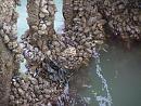 Click image for larger version. 

Name:	Cockles, Mussels and Oysters cling on.JPG 
Views:	549 
Size:	166.4 KB 
ID:	16877