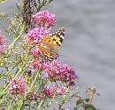 Click image for larger version. 

Name:	Painted Lady on Valerian.jpg 
Views:	475 
Size:	68.4 KB 
ID:	16878