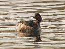 Click image for larger version. 

Name:	black_necked_grebe_P3172904.jpg 
Views:	213 
Size:	77.8 KB 
ID:	16881