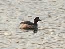 Click image for larger version. 

Name:	black_necked_grebe_P3172942.jpg 
Views:	213 
Size:	84.0 KB 
ID:	16884