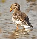 Click image for larger version. 

Name:	greylag_P3172633.jpg 
Views:	257 
Size:	76.0 KB 
ID:	16901