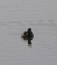 Click image for larger version. 

Name:	It's a Little Grebe.JPG 
Views:	444 
Size:	272.7 KB 
ID:	16928