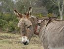 Click image for larger version. 

Name:	Donkey at Hatchet Pond.JPG 
Views:	655 
Size:	458.0 KB 
ID:	16939