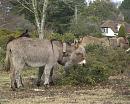 Click image for larger version. 

Name:	Donkeys at Hatchet Pond.JPG 
Views:	341 
Size:	585.6 KB 
ID:	16940