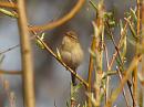 Click image for larger version. 

Name:	Chiffchaff_P3273366.jpg 
Views:	548 
Size:	73.1 KB 
ID:	16968