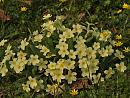 Click image for larger version. 

Name:	Primroses_P3273293.jpg 
Views:	553 
Size:	415.1 KB 
ID:	16970