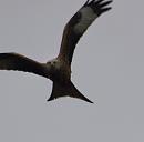 Click image for larger version. 

Name:	7640-Red Kite -Milvus.jpg 
Views:	312 
Size:	408.1 KB 
ID:	16984
