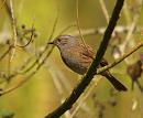 Click image for larger version. 

Name:	dunnock_P4033602.jpg 
Views:	255 
Size:	154.4 KB 
ID:	16991