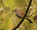 Click image for larger version. 

Name:	dunnock_P4033602.jpg 
Views:	259 
Size:	154.4 KB 
ID:	16991