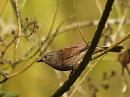 Click image for larger version. 

Name:	dunnock_P4033603.jpg 
Views:	243 
Size:	142.7 KB 
ID:	16992