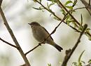 Click image for larger version. 

Name:	Chiffchaff_P4033560.jpg 
Views:	198 
Size:	93.9 KB 
ID:	17030