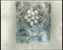 Click image for larger version. 

Name:	At least 10 eggs.jpg 
Views:	414 
Size:	48.4 KB 
ID:	17085