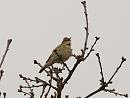 Click image for larger version. 

Name:	willow_warbler_P4174265.jpg 
Views:	212 
Size:	103.4 KB 
ID:	17091