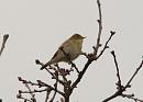 Click image for larger version. 

Name:	willow_warbler_P4174270.jpg 
Views:	214 
Size:	97.7 KB 
ID:	17092