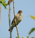 Click image for larger version. 

Name:	chiffchaff_P4173862.jpg 
Views:	218 
Size:	88.0 KB 
ID:	17093