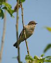 Click image for larger version. 

Name:	chiffchaff_P4173860.jpg 
Views:	214 
Size:	63.8 KB 
ID:	17094