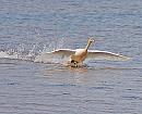 Click image for larger version. 

Name:	secon swan landing.jpg 
Views:	251 
Size:	78.6 KB 
ID:	171