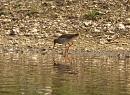Click image for larger version. 

Name:	redshank_P4174136.jpg 
Views:	151 
Size:	186.5 KB 
ID:	17114