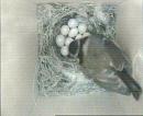 Click image for larger version. 

Name:	1. 7am - Fluffy returns to her eggs.jpg 
Views:	326 
Size:	46.2 KB 
ID:	17128